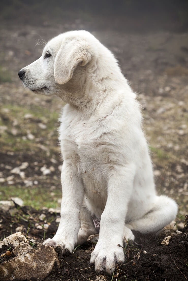 big white long hair dog