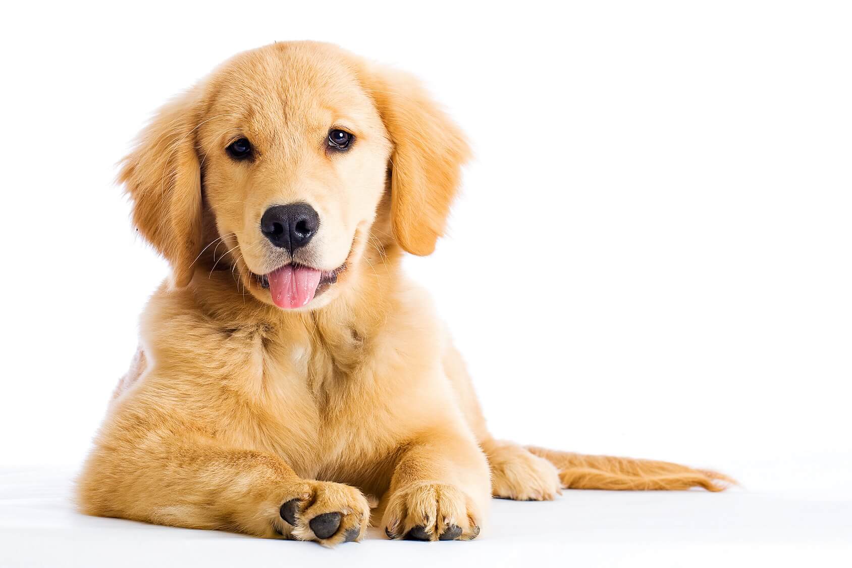 Miniature Golden Retriever: Is The Comfort Dog For You? | Perfect Breeds