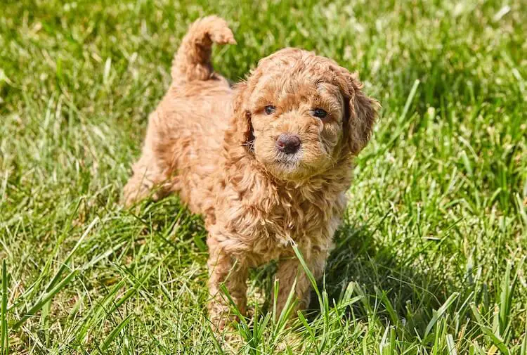 mini poodle and goldendoodle mix