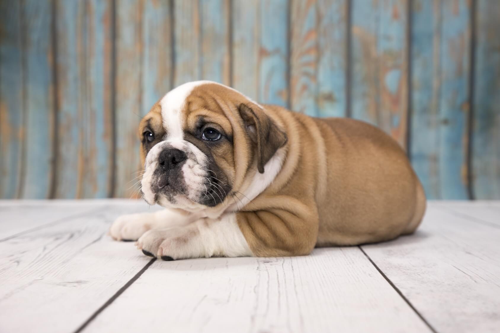Victorian Bulldog Is This The Best Bulldog Perfect Dog Breeds