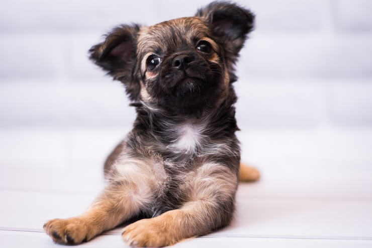 chihuahua mix hypoallergenic