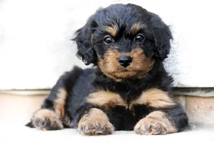 Cavapoo: What Know About This Stunning Family Dog Perfect Breeds