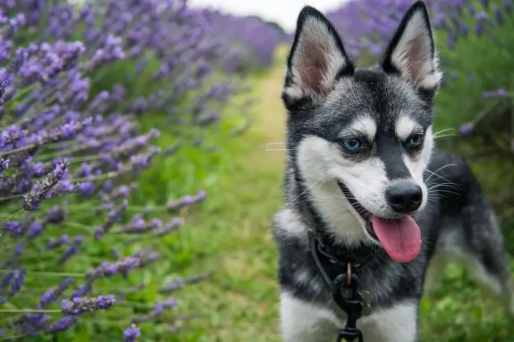 Alaskan Klee 4 Reasons Own Pocket Husky Perfect Dog Breeds