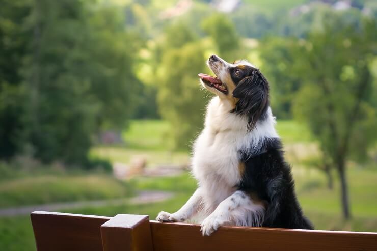 Normal At passe kopi Complete Mini Australian Shepherd Guide: 6 Must Read Facts - Perfect Dog  Breeds