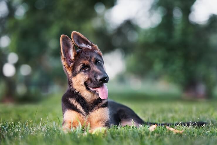 what is the smallest breed of german shepherd