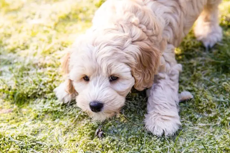 Australian Labradoodle 9 Things To Know Before Getting One Perfect Dog Breeds