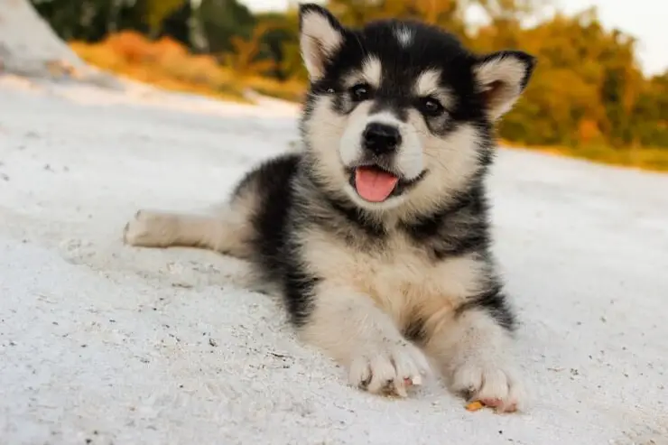husky that stays small