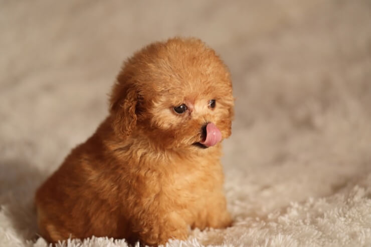teacup french poodle