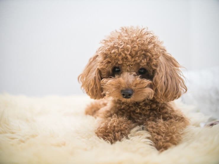 Complete Toy Poodle Guide: What To Know 