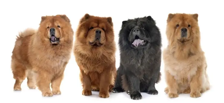 miniature chows