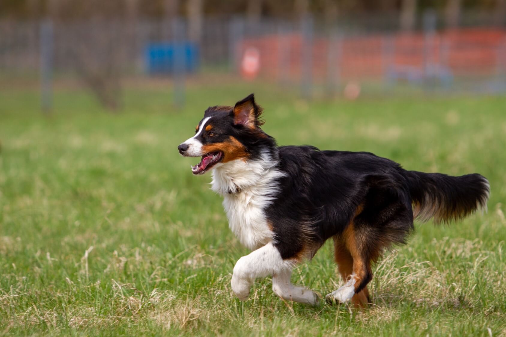 Complete English Shepherd Guide: 6 Read Facts - Perfect Dog Breeds