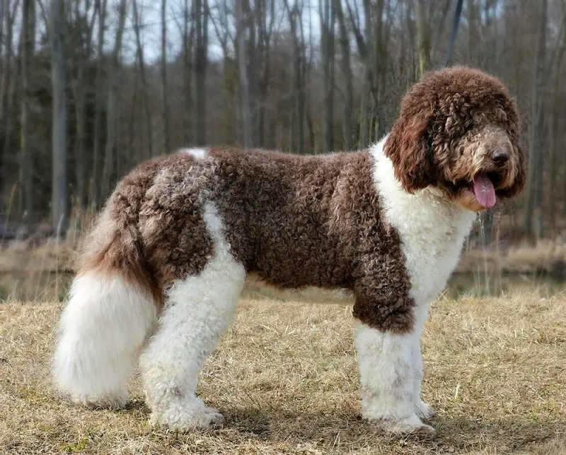 Saint Berdoodle - Yankee Doodle Puppies.  Fluffy dogs, Every dog breed, St  berdoodle