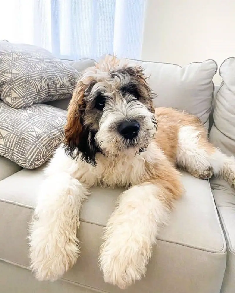 Saint Berdoodle: 9 Things To Before Buying | Perfect Dog Breeds