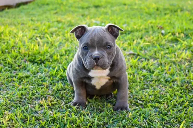 American Bully A Gentle And Loving Giant Perfect Dog Breeds