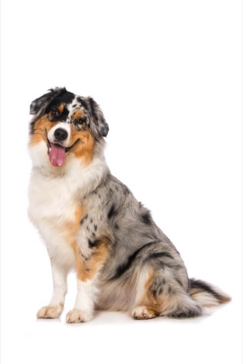 Australian Shepherd Care Guide: The Cowboy's Favorite Breed - Perfect ...
