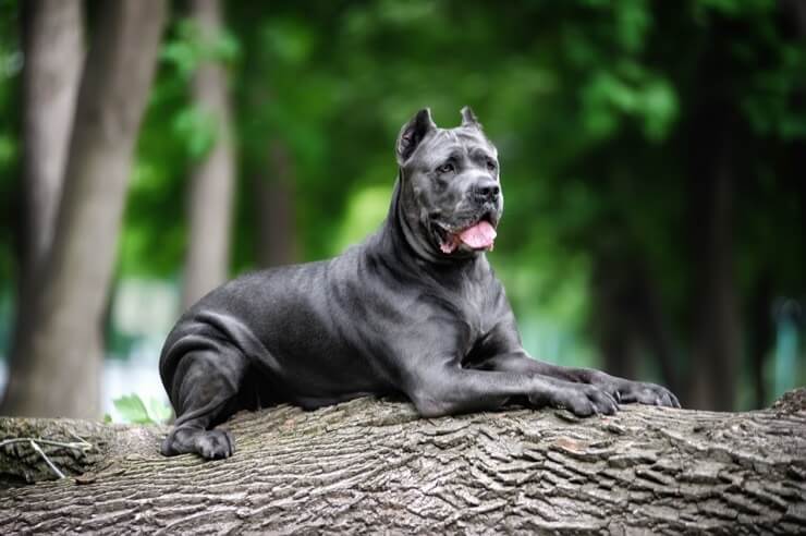 Cane Corso: Fearless Protectors With 